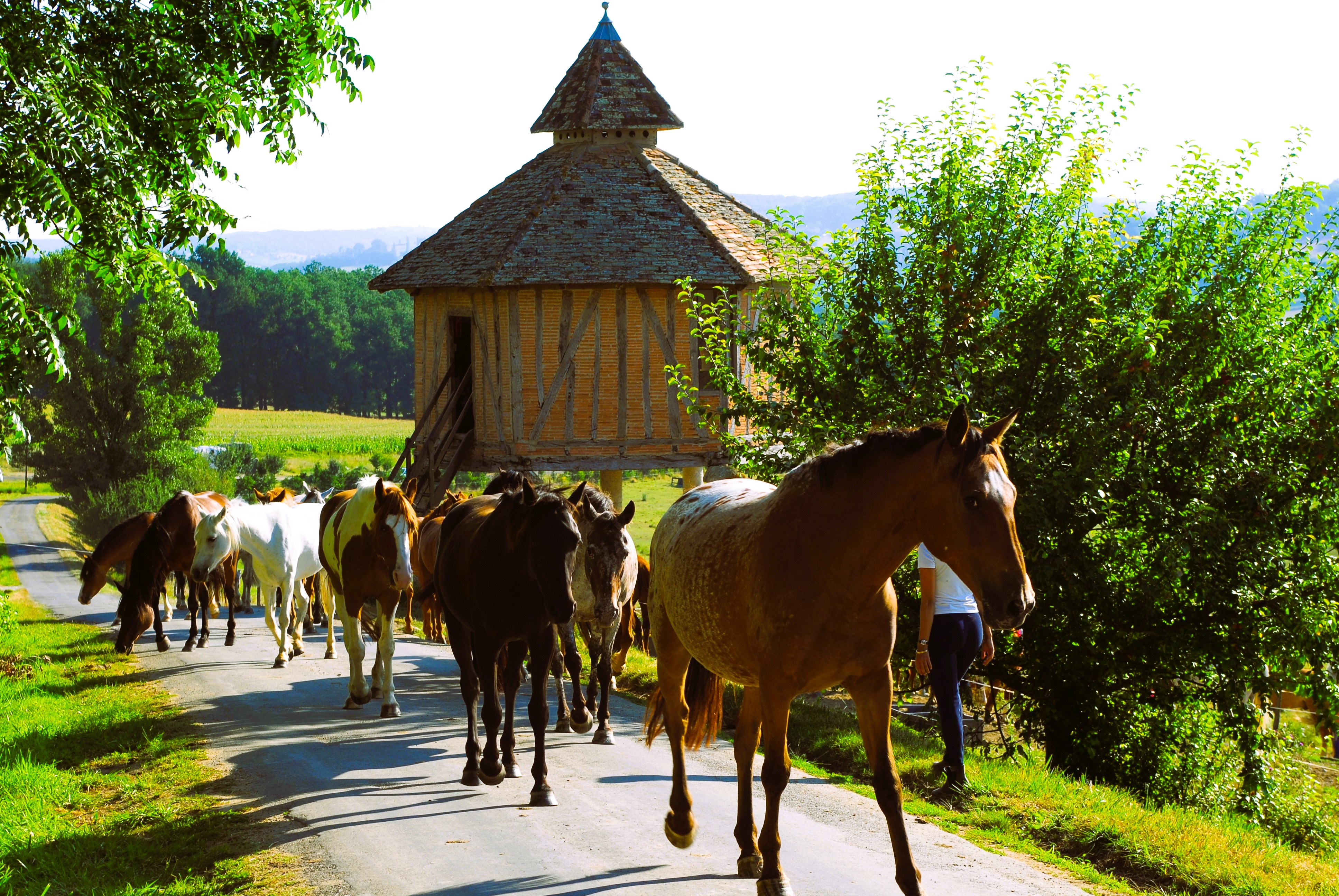 Horses walking along a country lane beside the estate during a ride out