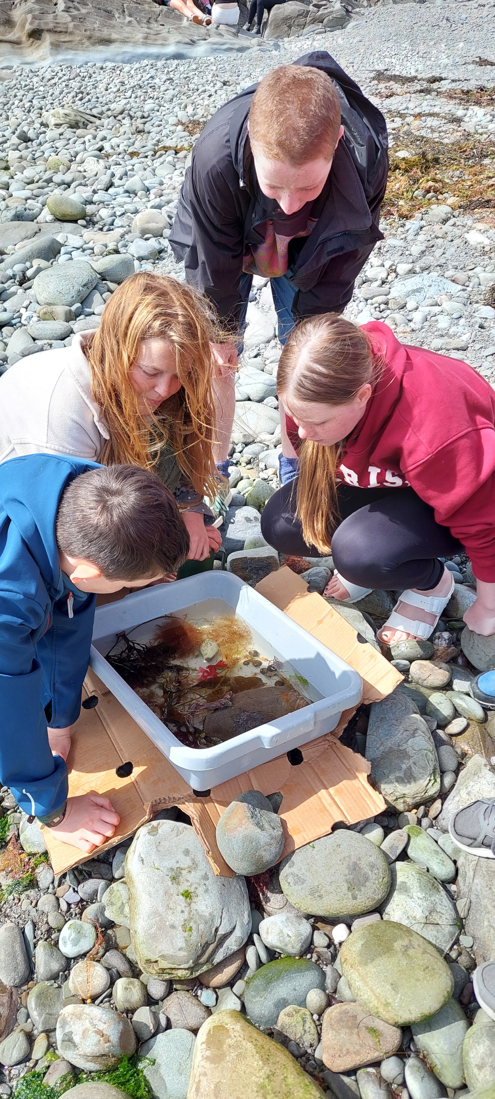 Participants examining marine life collected in a tray on the shore