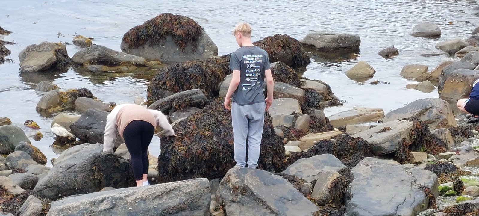 Participants searching the rocky shoreline at low tide