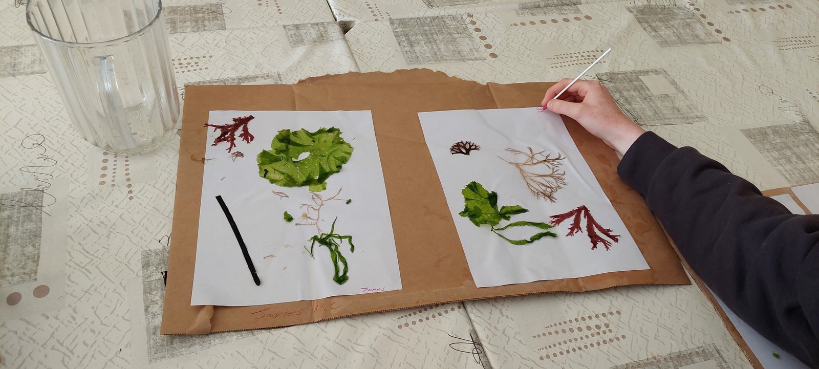 Pressed seaweed specimens being mounted and labelled as part of marine ecology work