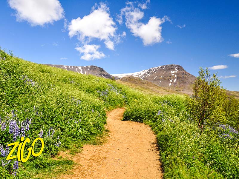 A walking trail in the Icelandic landscape