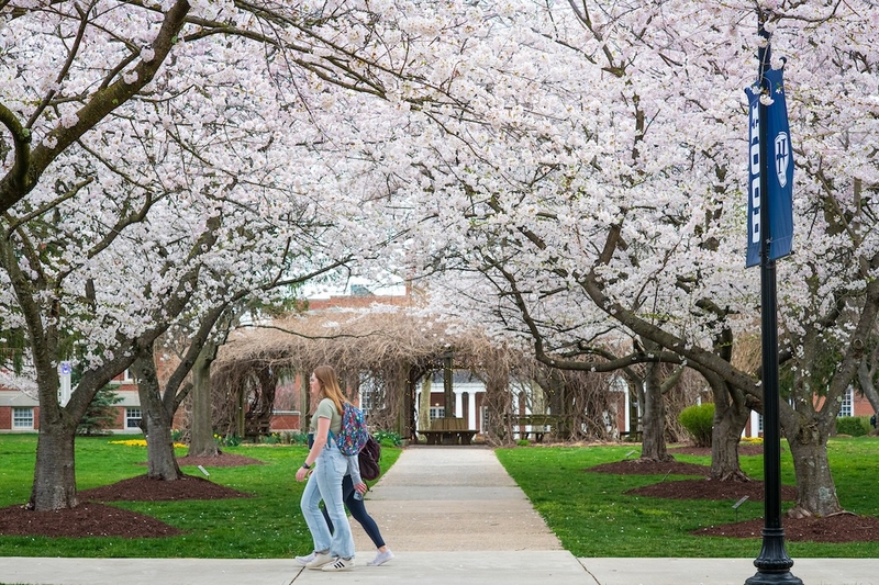 Students walking along a path under cherry blossom trees on the Hood College campus in Frederick, Maryland