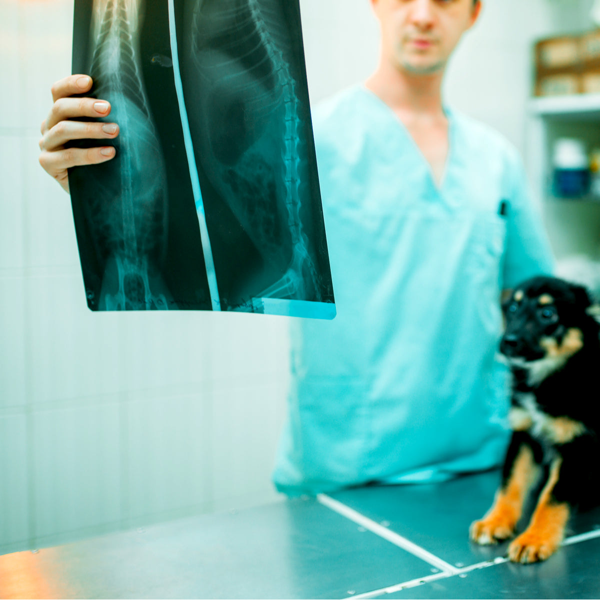 Veterinary student examining an animal on the InvestIN Vet Summer Experience