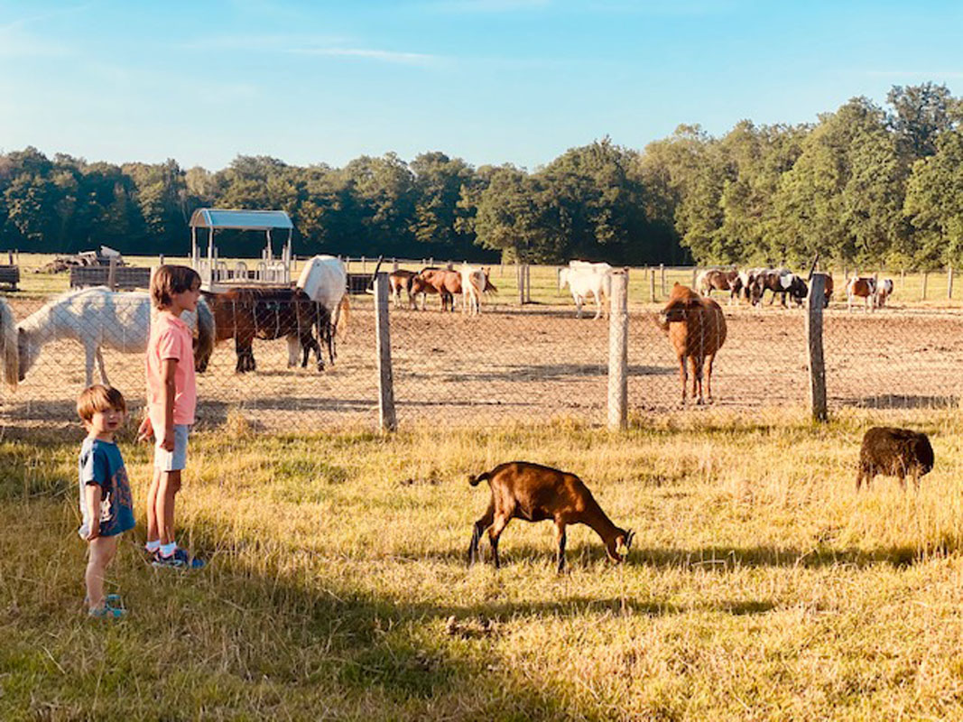Horses, ponies and goats grazing in a fenced pasture on the estate
