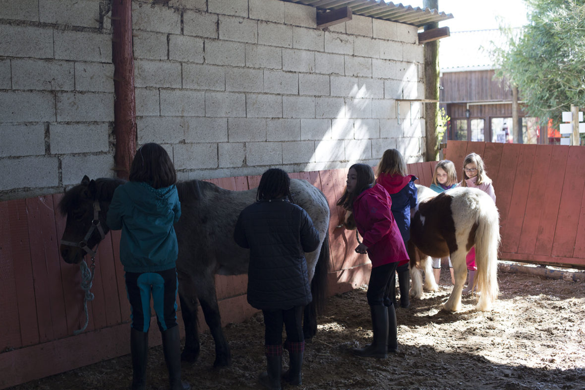 Chevillon Horse Riding Immersion Camp for Ages 11-16