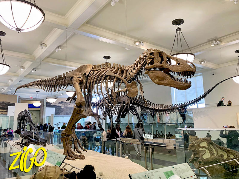 Zigotours New York Big Apple Discovery Winter City Camp for Teens general 7