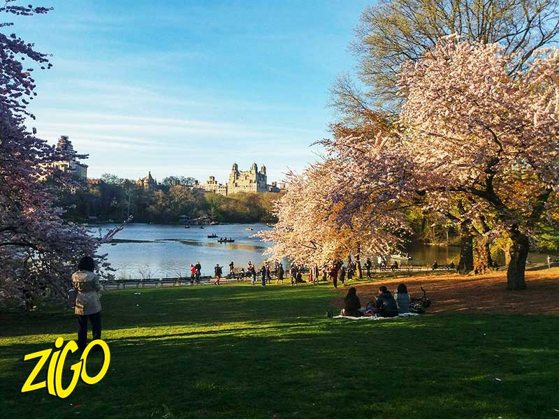 The lake in Central Park with the Manhattan skyline behind the trees