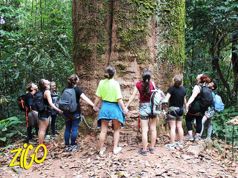 Zigotours Thailand and Laos Camp - Gibbon Experience general 22