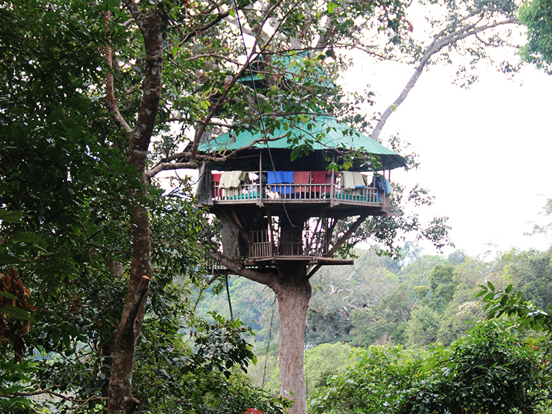 cabane perchée sur un arbre