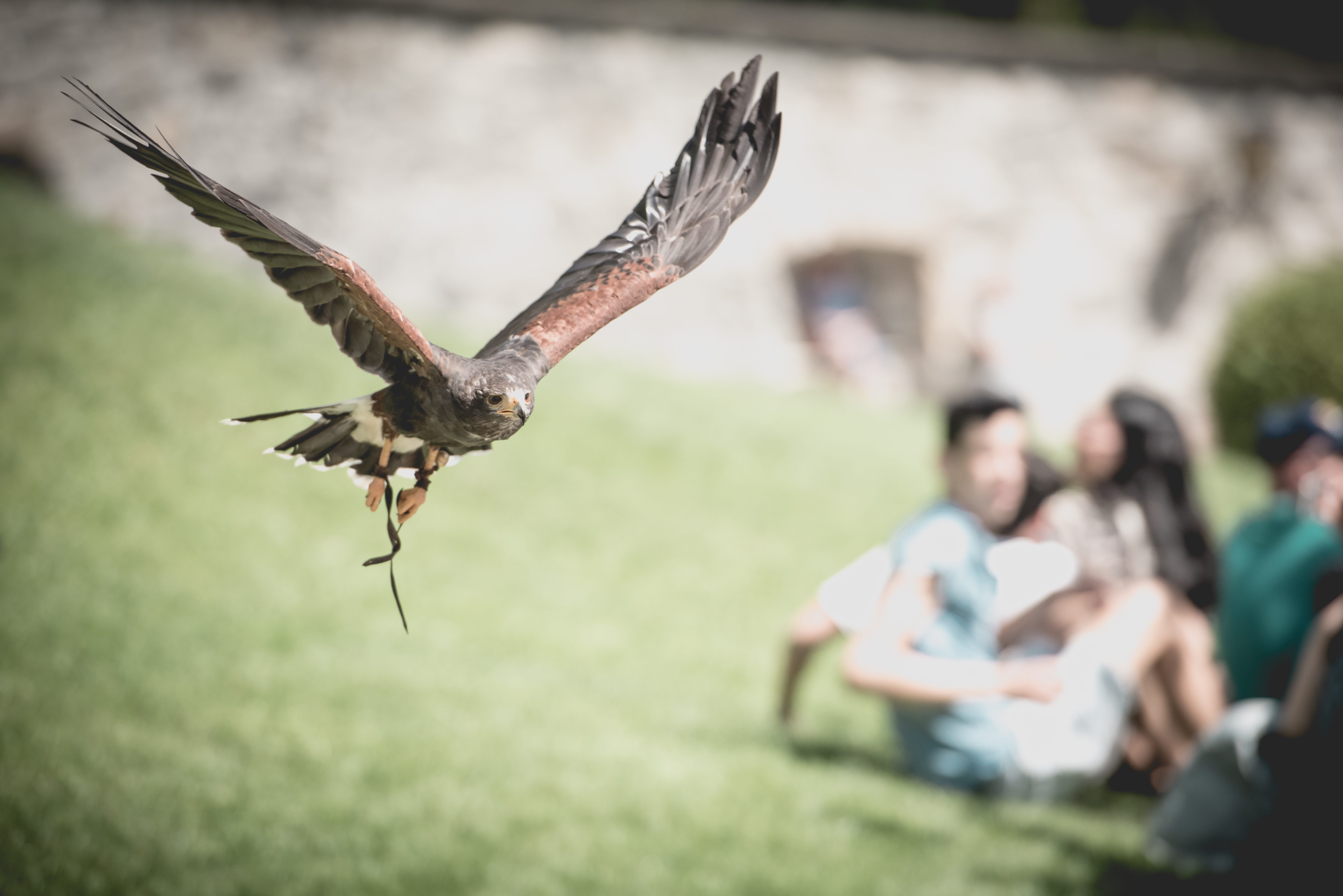 Bird of prey at the castle show