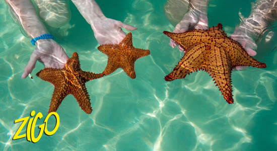 Zigotours Punta Cana Camp - Saona Island and Jarabacoa general 4