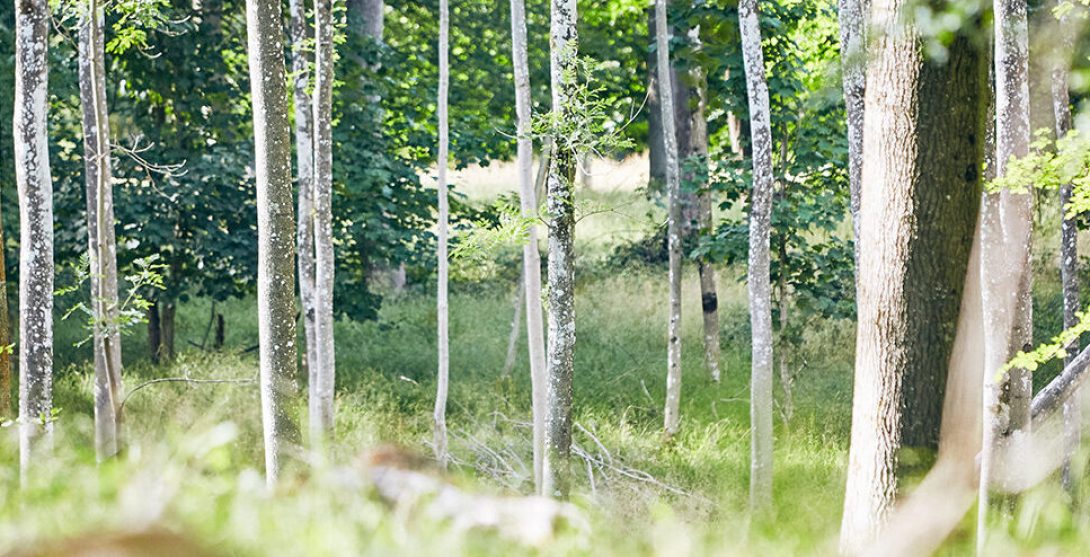 Ancient woodland at Cuffley Camp, Hertfordshire