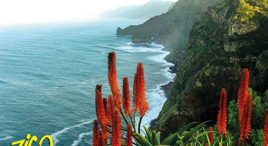 Coastal cliffs above the Atlantic with aloe in flower