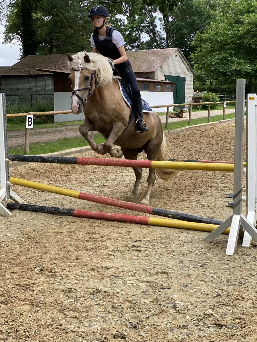 A rider on a Haflinger jumping a red and yellow pole fence on the outdoor arena at Haflingerhof Kattien