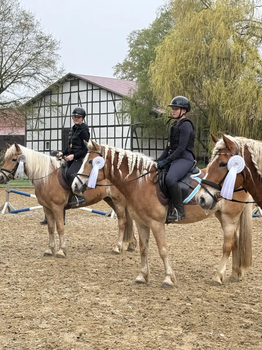 Two riders on Haflingers on the sand arena in front of the half-timbered farm building, one pony wearing a show rosette