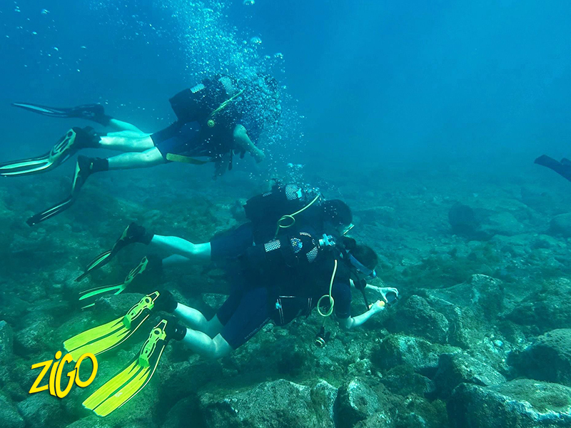 Zigotours Tenerife Camp - Ocean Trip in the Canary Islands general 10