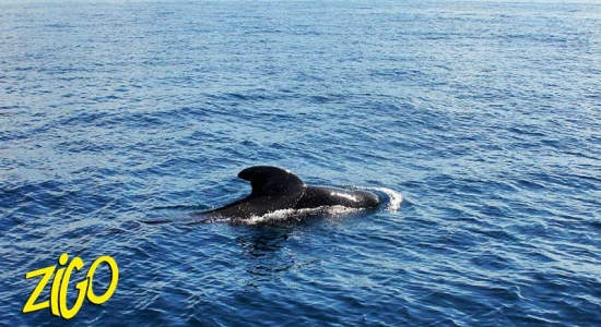 Zigotours Tenerife Camp - Ocean Trip in the Canary Islands general 16
