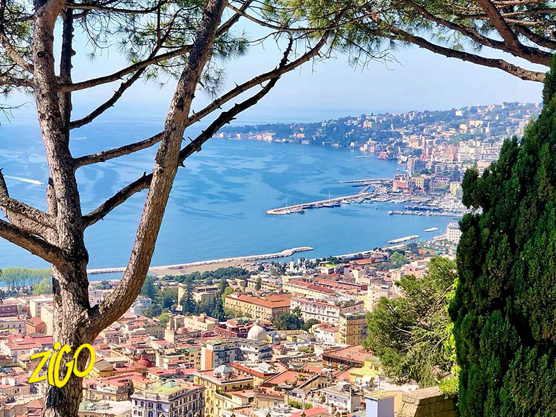 Rooftops of Naples and the port below, framed by pine branches from a viewpoint above the city