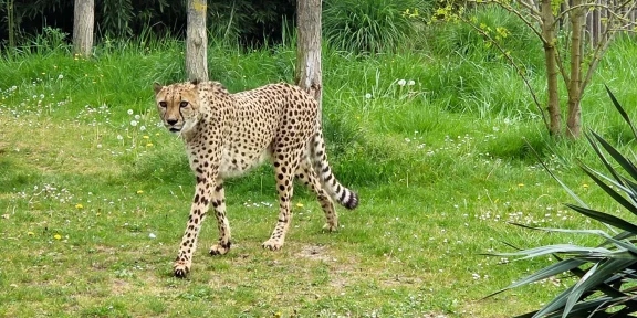 Cheetah walking across the grass of its enclosure