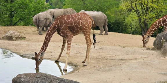 Giraffe drinking at the waterhole with rhinoceroses in the background