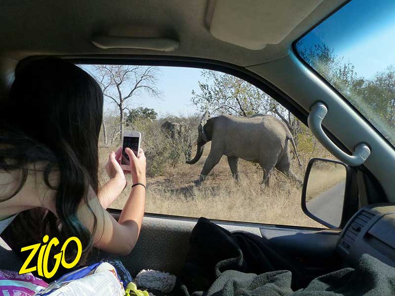Photographing an elephant from the safari vehicle