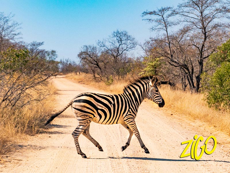 A zebra crossing the track in the reserve