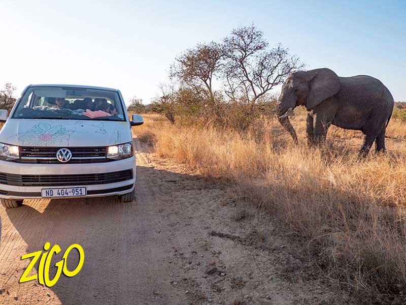 The minibus meeting an elephant on the track