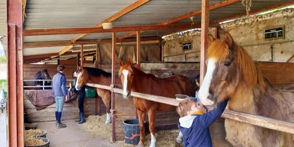 Campers meeting the horses at their stalls in the stable barn