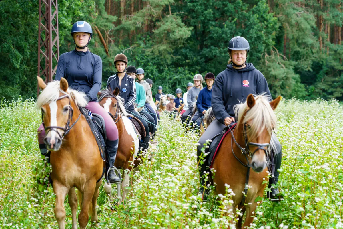 Riders in helmets on Haflinger horses picking their way along a flowering field track
