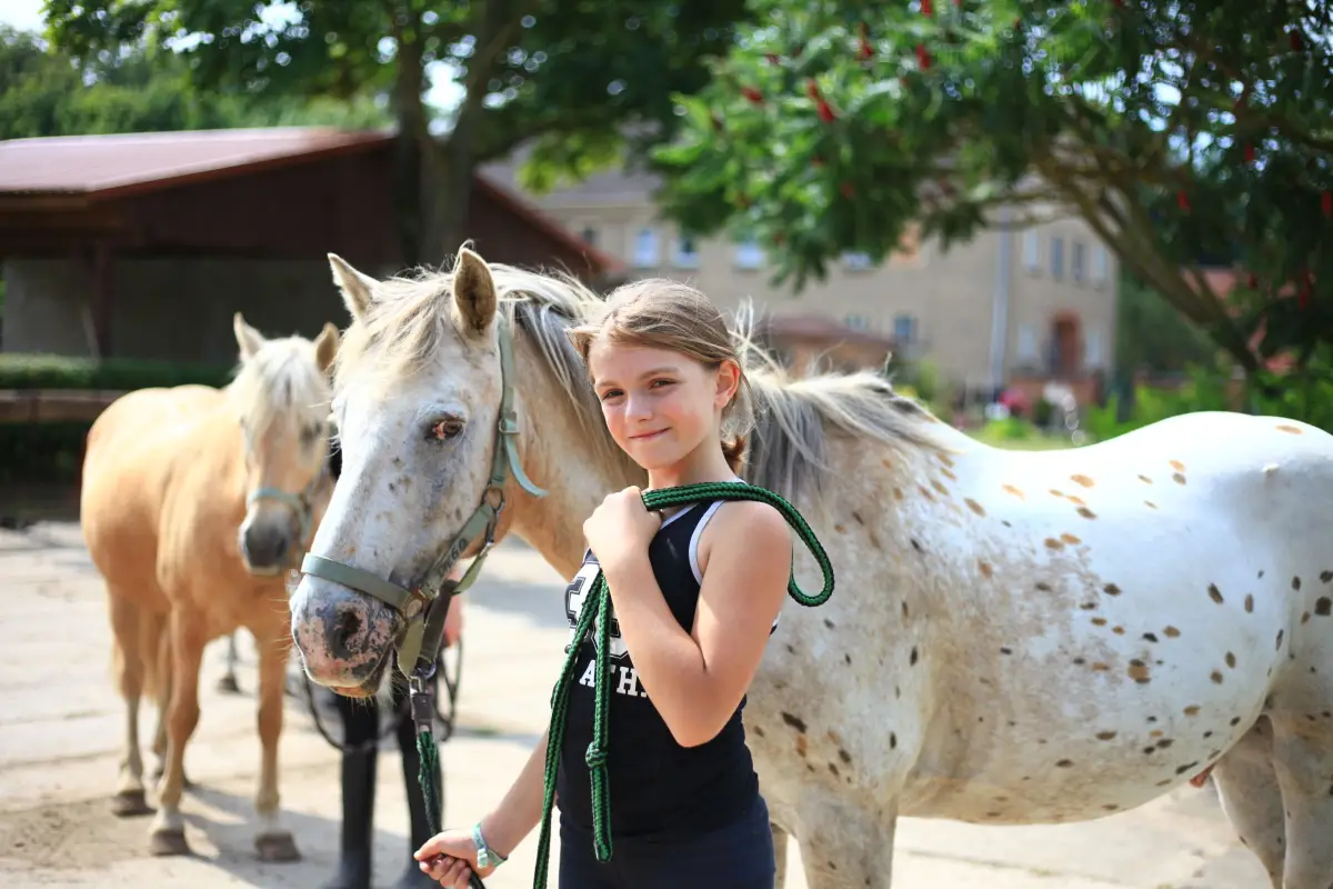 A girl standing in the yard holding a spotted pony on a lead rope, with a grey horse beside them