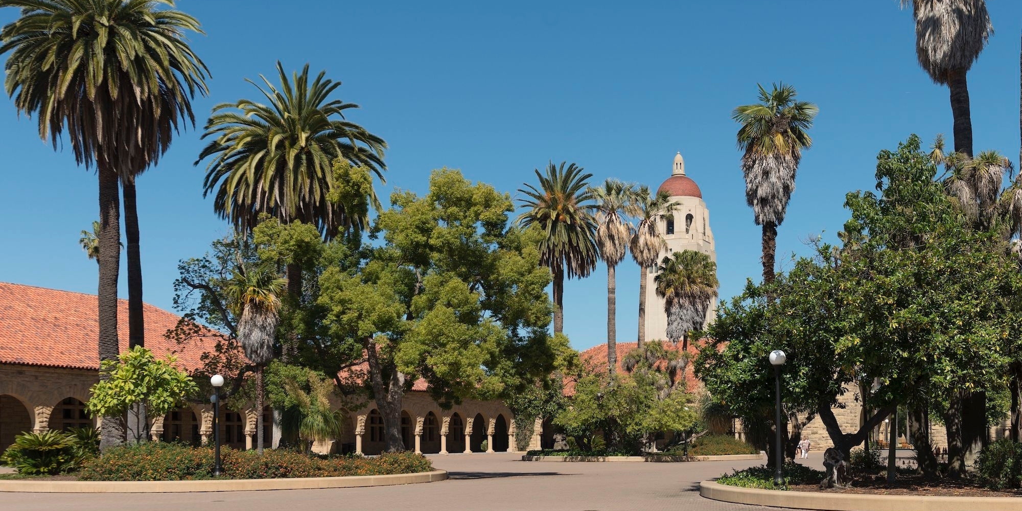 Palm trees lining a Stanford campus avenue with the sandstone arcades and Hoover Tower behind them.