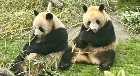 Zoo de Beauval Discovery Camp for Ages 6-12 general 2