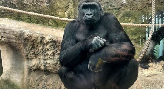 Zoo de Beauval Discovery Camp for Ages 6-12 general 3