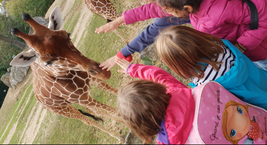 Children in coats reaching up to feed a giraffe leaning over the enclosure fence