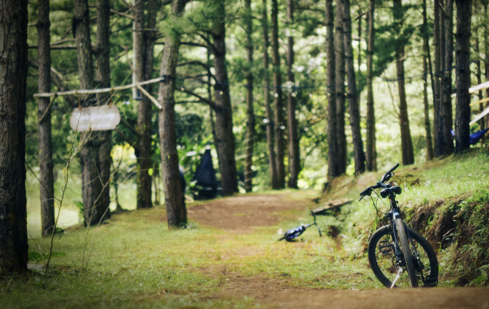 A mountain bike stands on a woodland path among tall pine trees